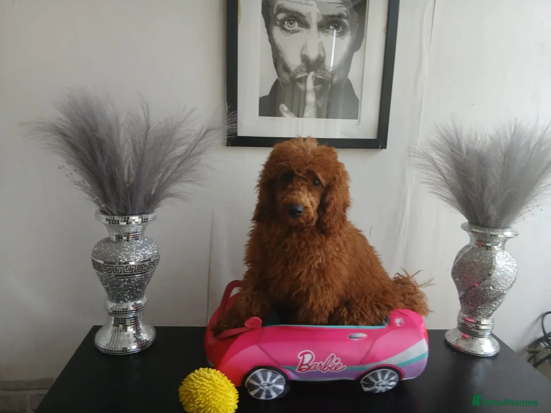 Miniature Poodle dogs for sale: Fox Red and Red puppies Boys and Girls available. - Advert 2