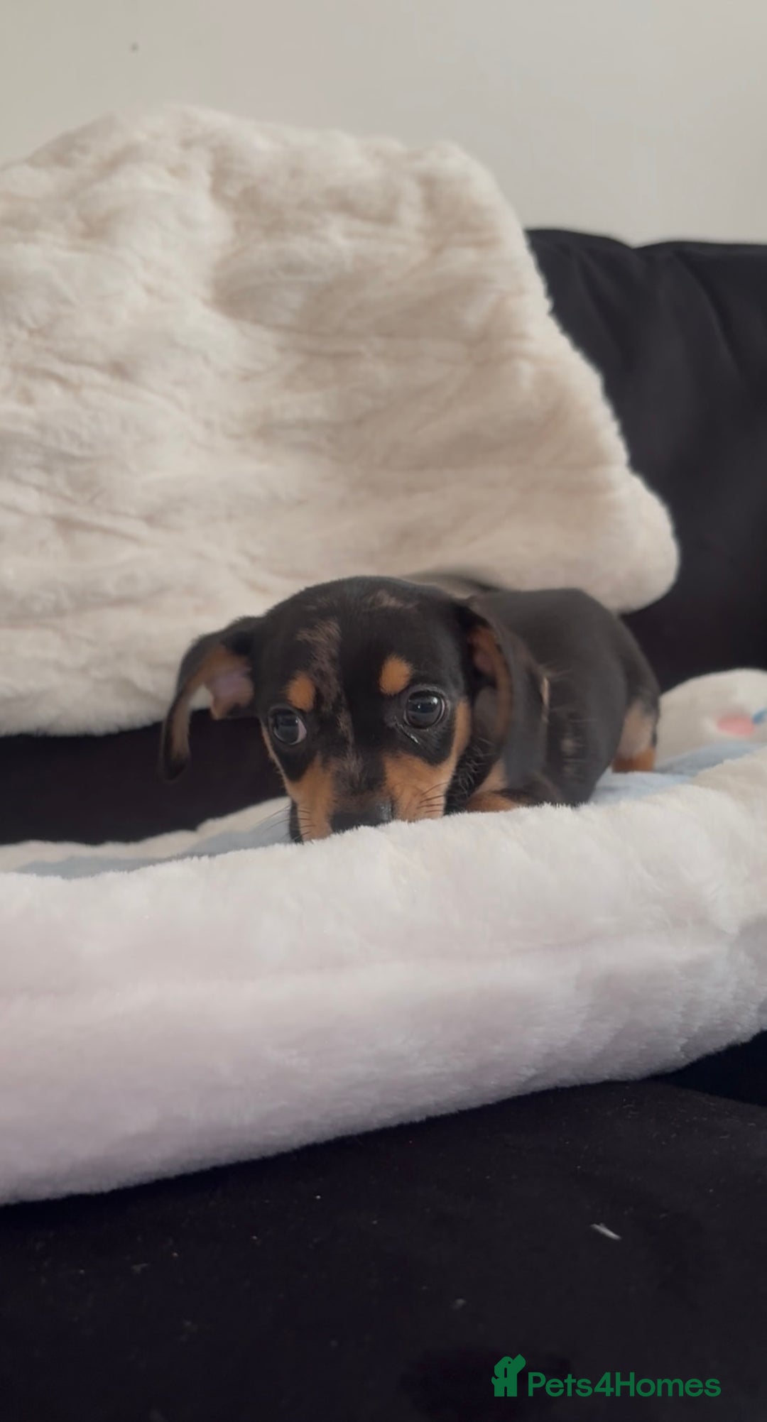 Chiweenie dogs for sale: Last one Merle Mini Dachshund X Puppy🐾 - Advert 3