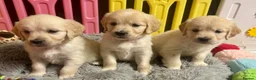 Golden Retriever dogs for sale: Beautiful Kc registered Golden Retriever puppies  - Advert 5