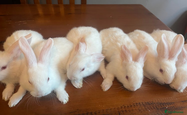 New Zealand rabbits - Advert 2