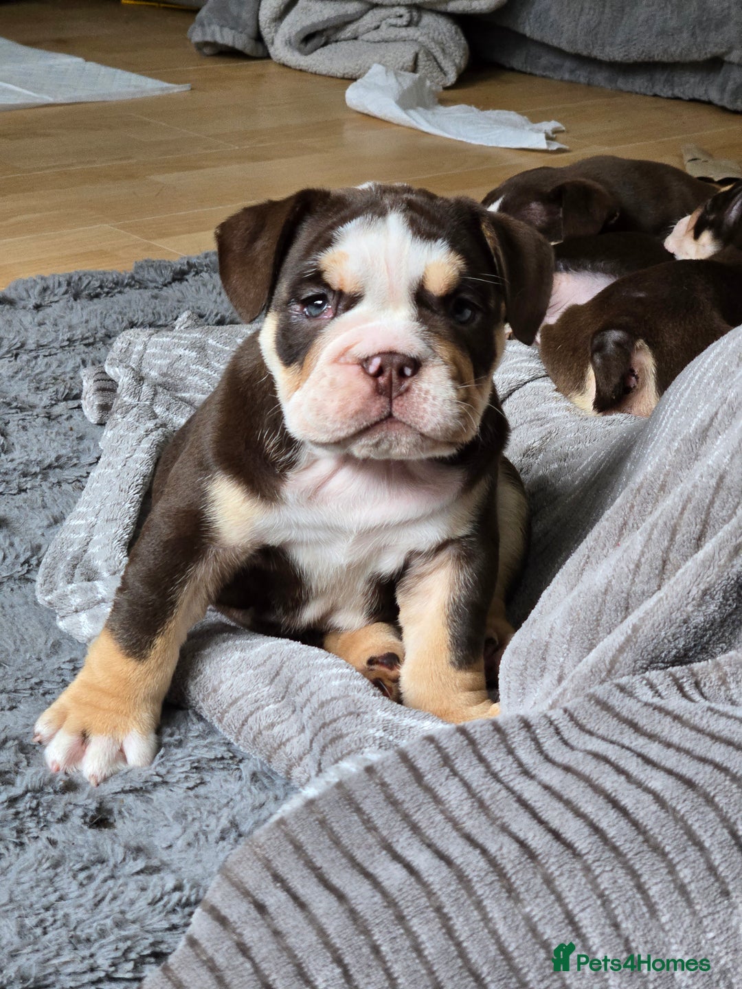 English Bulldog dogs for sale: English Bulldog puppie- Chocolate/tan & Brindle - Image 2