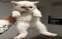 British Shorthair cats for sale: British short hairs  - Image 18