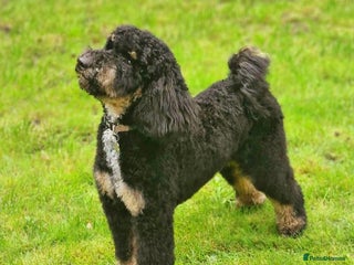 Labradoodle dogs - Advert 1