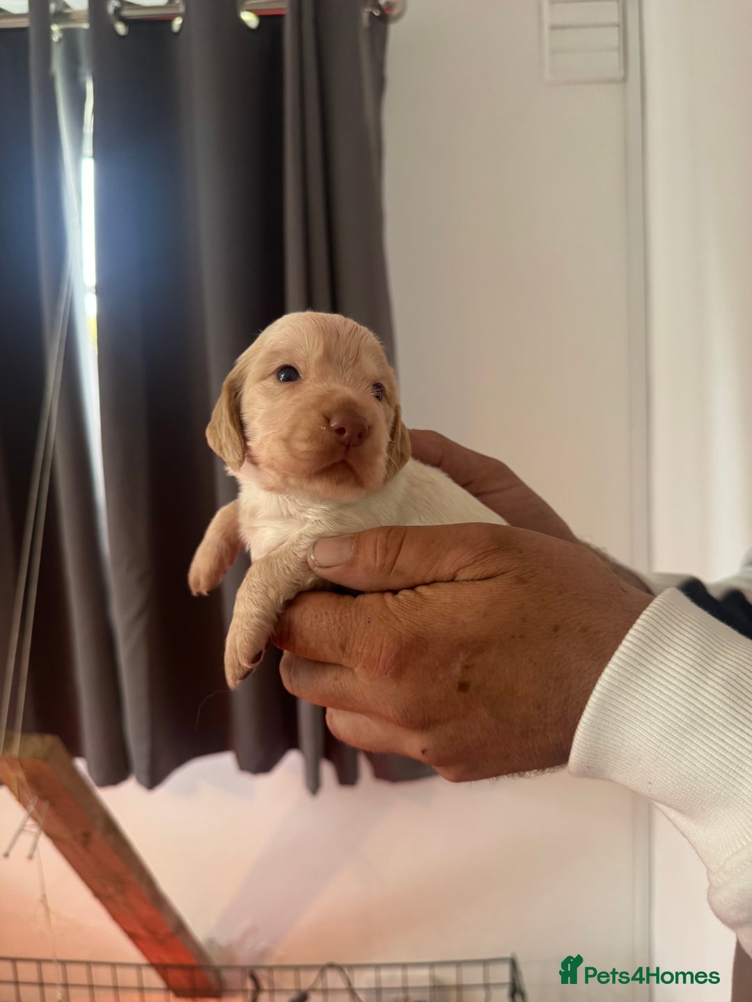 Cocker Spaniel dogs for sale: Full working cocker puppies for sale - Image 9