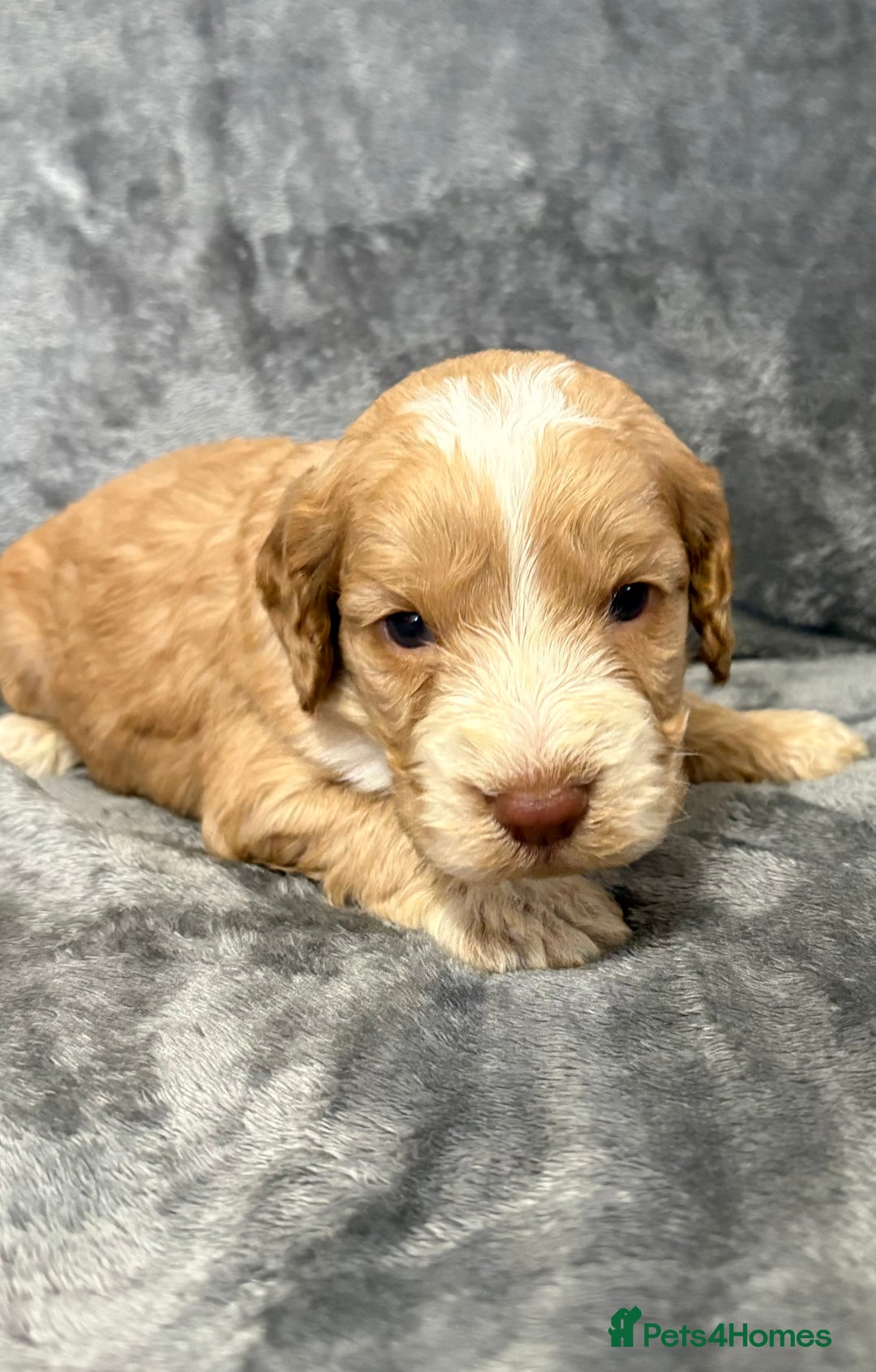 Cockapoo dogs for sale: Cockerpoo puppies from health tested parents.  - Advert 6