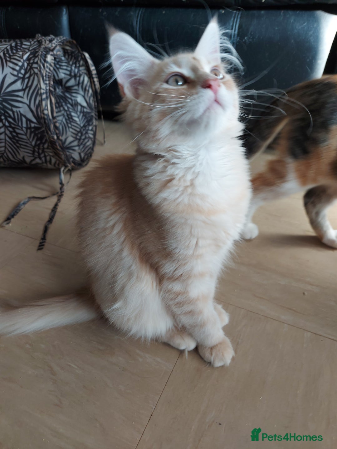 Maine Coon cats for sale: Maine coon x sphynx kittens - Image 14