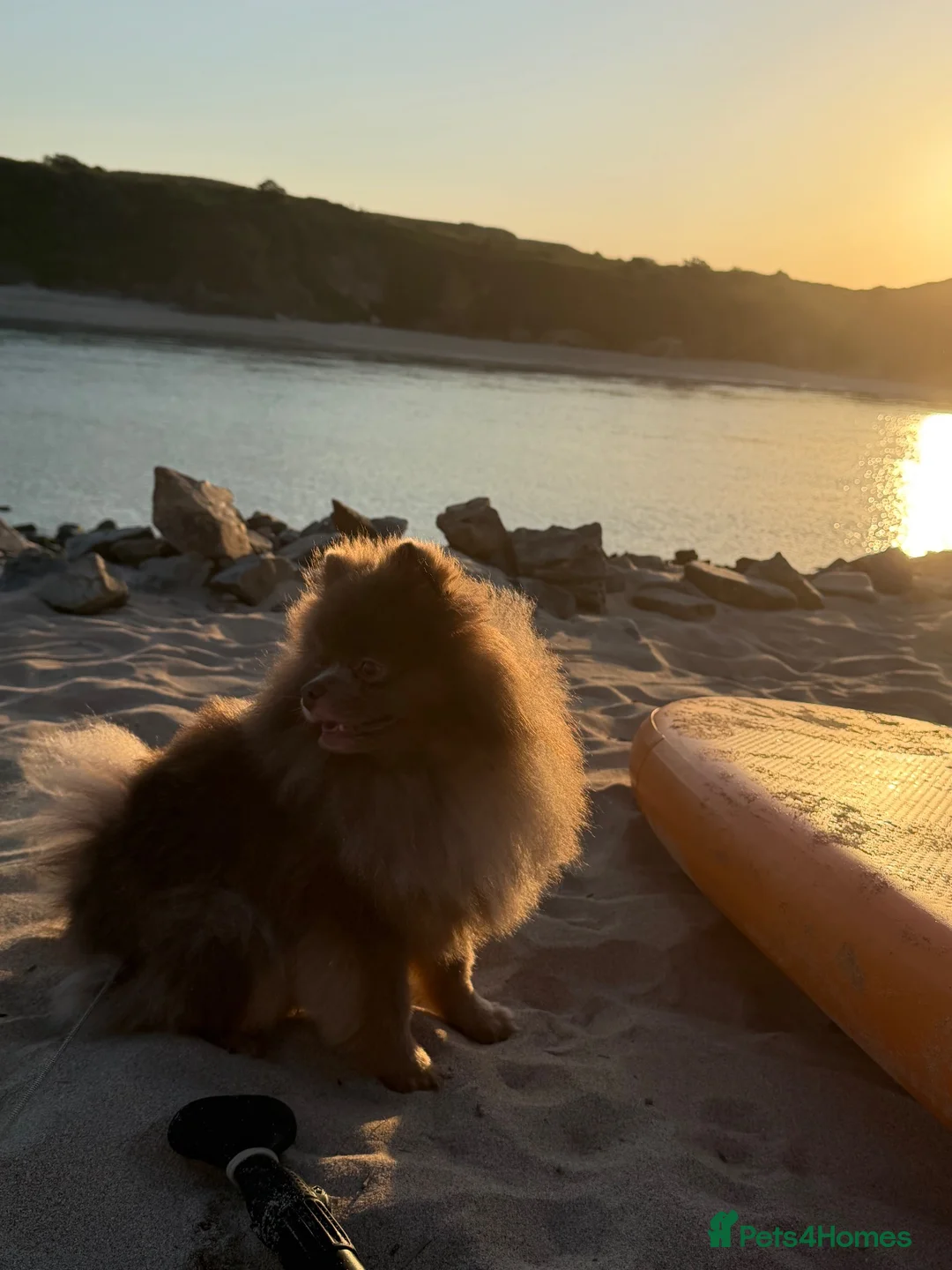Pomeranian dogs for sale: Teddy - 2 Year Old Lilac Male Pomeranian - Advert 1