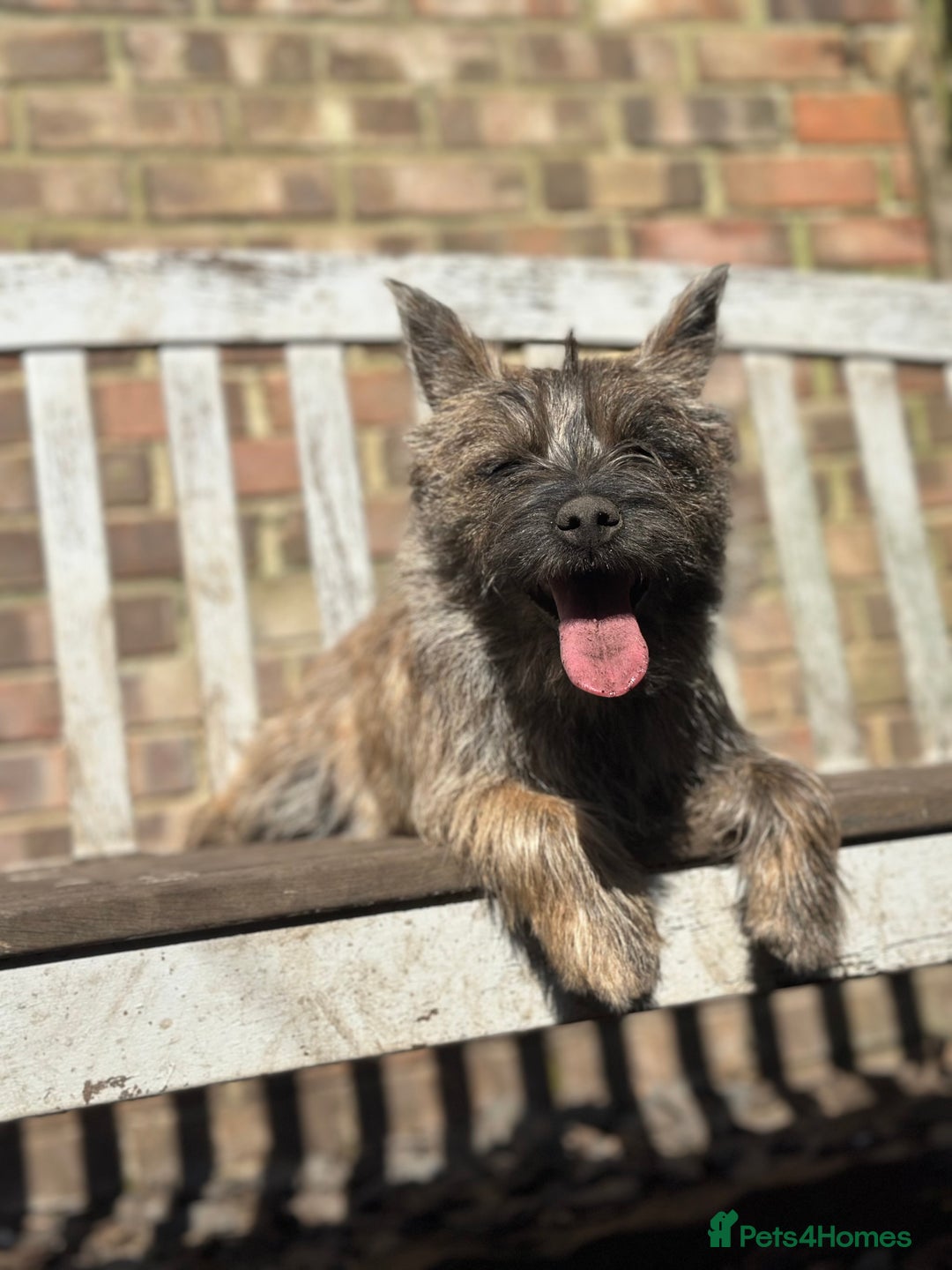 Mixed Breed dogs for sale: Cairn looking for new home - Advert 2