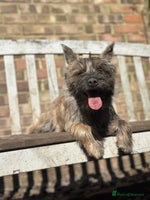 Mixed Breed dogs Cairn looking for new home - Advert 15