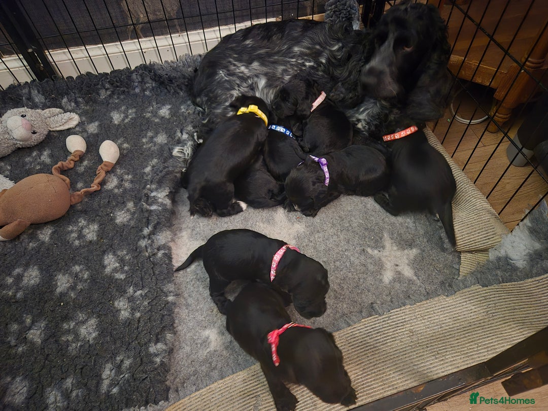 Cocker Spaniel dogs for sale: 8 cocker spaniel pups  - Advert 1