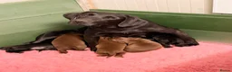 Cockerdor dogs for sale: Strong Chunky Cockerdor Puppies - Advert 2