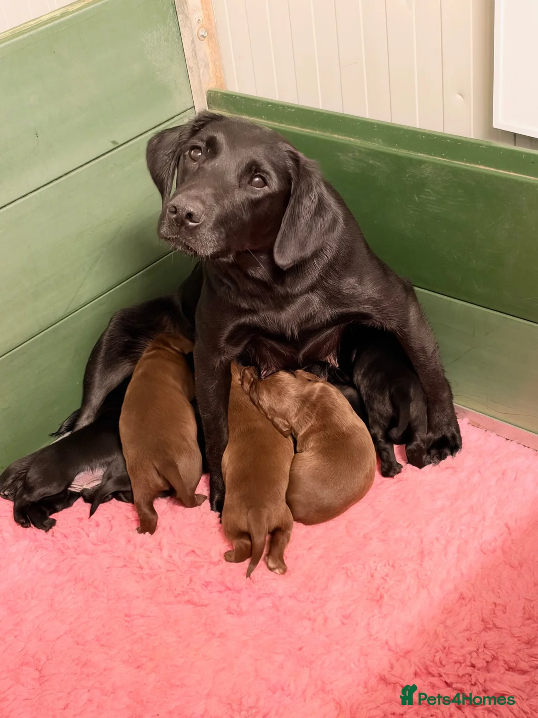 Cockerdor dogs for sale: Strong Chunky Cockerdor Puppies - Advert 2