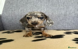 Dachshund dogs for sale: Miniature Dachshund puppies  - Image 9