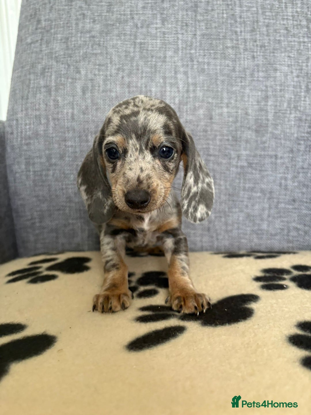 Dachshund dogs for sale: Miniature Dachshund puppies  - Image 9