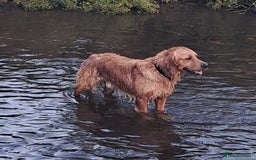 Golden Retriever dogs for stud: KC Health tested Working Golden Retriever Stud  - Image 3