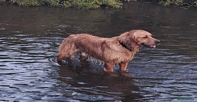 Golden Retriever dogs - Advert 11