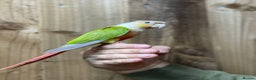 Conures birds for sale: Baby Pineapple conure  - Advert 5