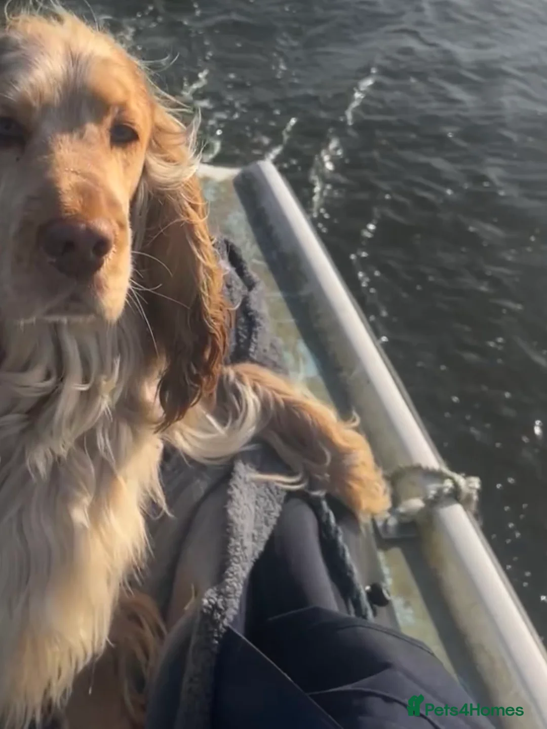 Cocker Spaniel dogs for stud: Proven Track Record Cocker Spaniel Stud - Advert 10