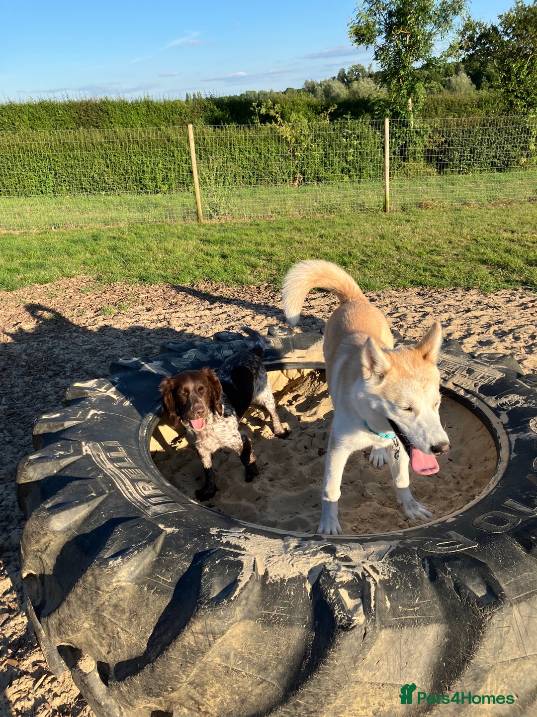 Siberian Husky dogs for sale: Husky and cocker spaniel  - Image 6