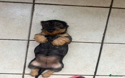 Dachshund dogs for sale: Beautiful KC registered wire haired Dachshunds in Bridgnorth - Image 20