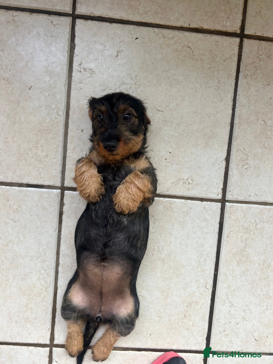Dachshund dogs for sale: Beautiful KC registered wire haired Dachshunds in Bridgnorth - Image 20