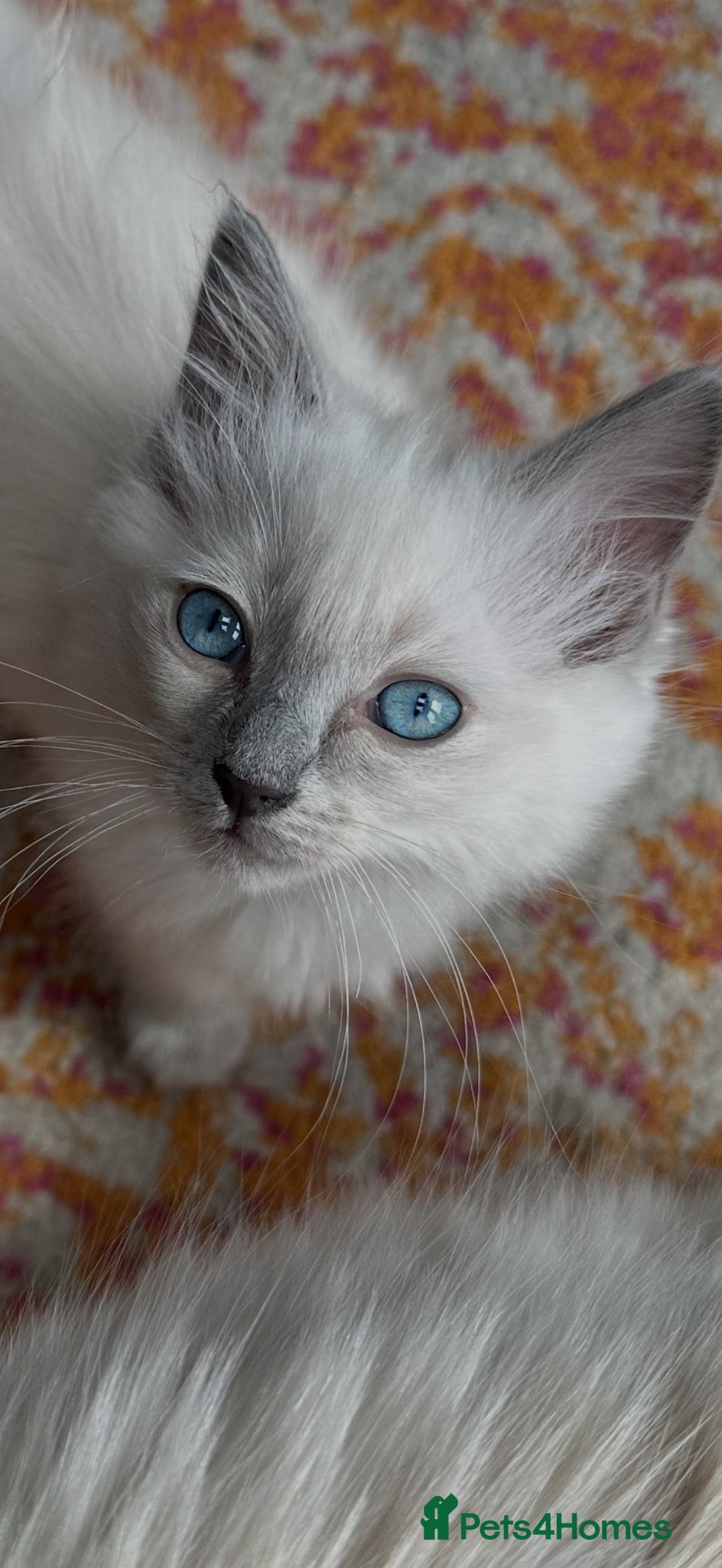 Ragdoll cats !!Last one left !! 1  handsome ragdoll boy kitten  - Advert 2