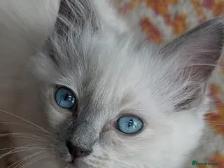 Ragdoll cats !!Last one left !! 1 handsome ragdoll boy kitten - Advert 2