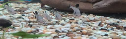 Other/Mixed Breed fish for sale: Various fish for sale  in Northolt - Advert 8