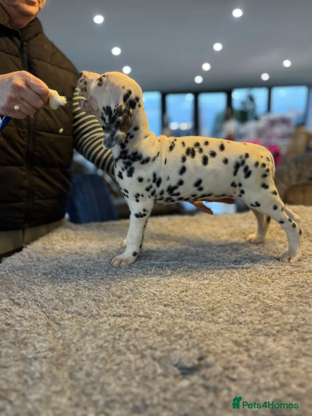 Dalmatian dogs for sale: Last boys looking for homes full hearing - Advert 8