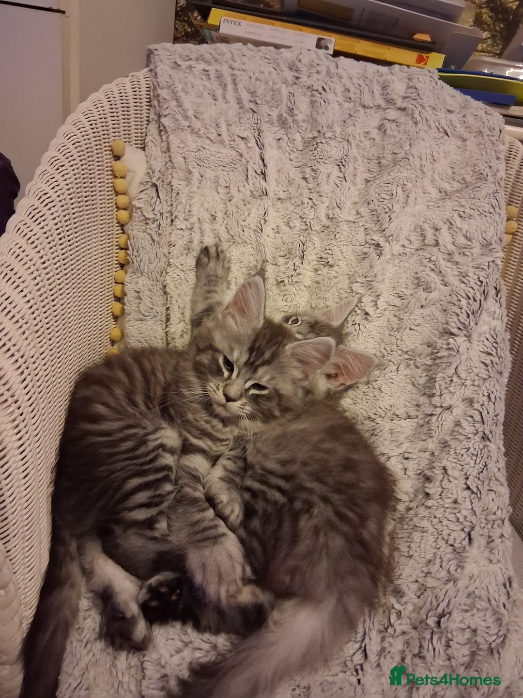 Maine Coon cats for sale: Beautiful Maine coon kittens 🤍🖤 - Advert 7