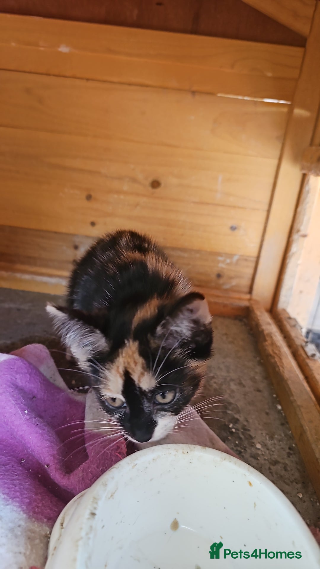 Mixed Breed cats for sale:  🐾 Adorable Kittens Ready for Loving Homes 🐾 - Image 6