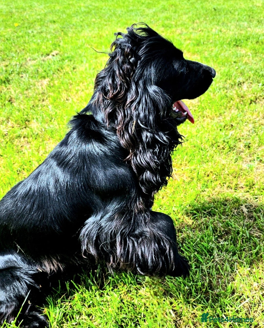 Cocker Spaniel dogs for sale: Stunning  blue show cocker spaniel boy  - Image 1