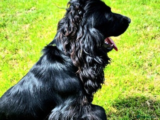 Cocker Spaniel dogs - Advert 18