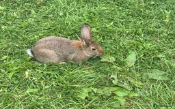 Dutch rabbits for sale: Male Lionhead rabbit and Male European rabbit  - Image 4