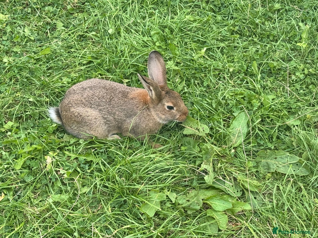 Dutch rabbits for sale: Male Lionhead rabbit and Male European rabbit  - Image 4