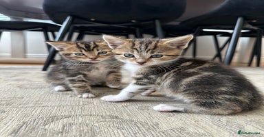 Mixed Breed cats - Advert 13