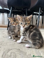 Mixed Breed cats - Advert 11