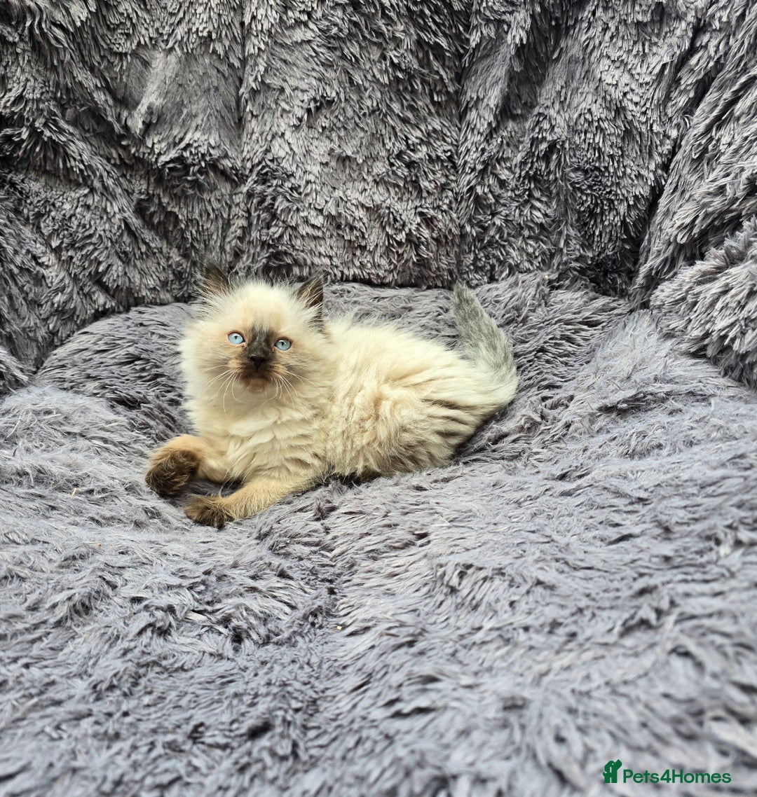 Ragdoll cats for sale: GCCF registered ragdoll kittens. in Grimsby - Image 6