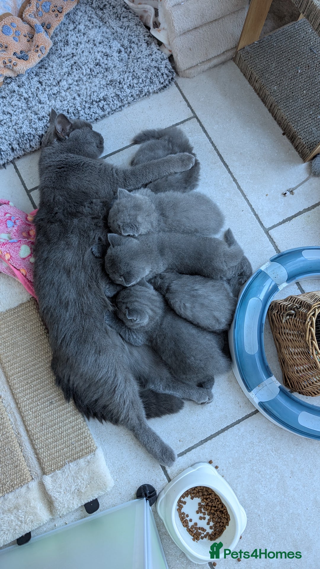 British Shorthair cats for sale: Pedigree British shorthair male - Image 7