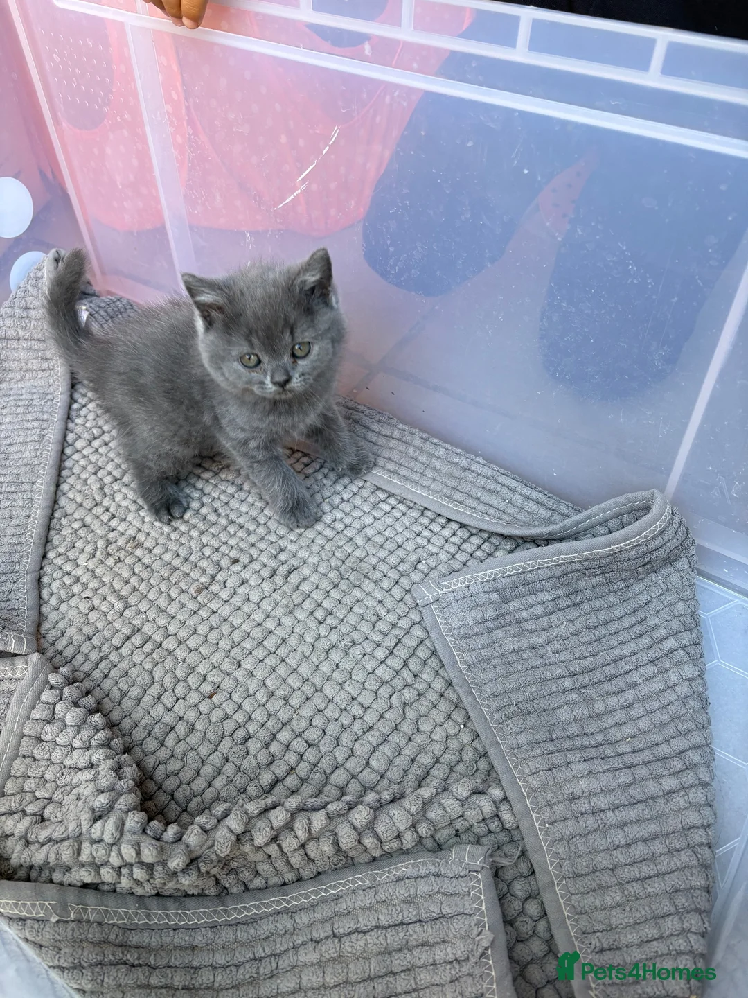 British Shorthair cats for sale: British shorthair - Advert 6