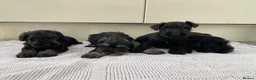 Miniature Schnauzer dogs for sale: 🐶 Miniature Schnauzer Puppy for Sale 🖤🤍 - Advert 4