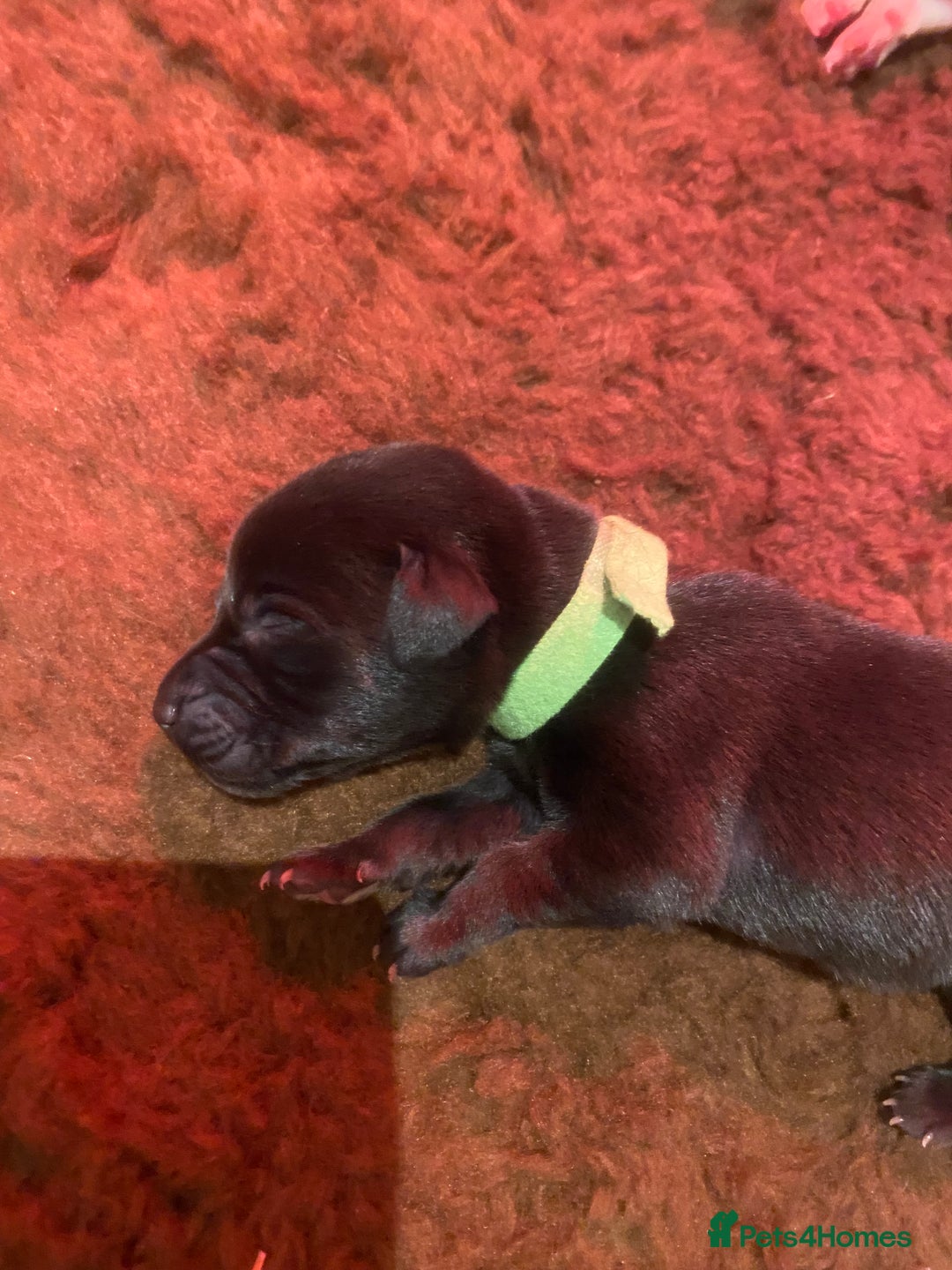 Labrador Retriever dogs for sale: KC registered Labrador puppies - Advert 4