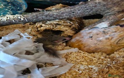 Mouse rodents for sale: Micro squirrels/ African pigmy door mouse - Image 4