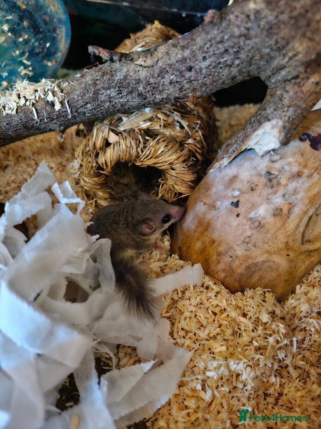 Mouse rodents for sale: Micro squirrels/ African pigmy door mouse - Image 4