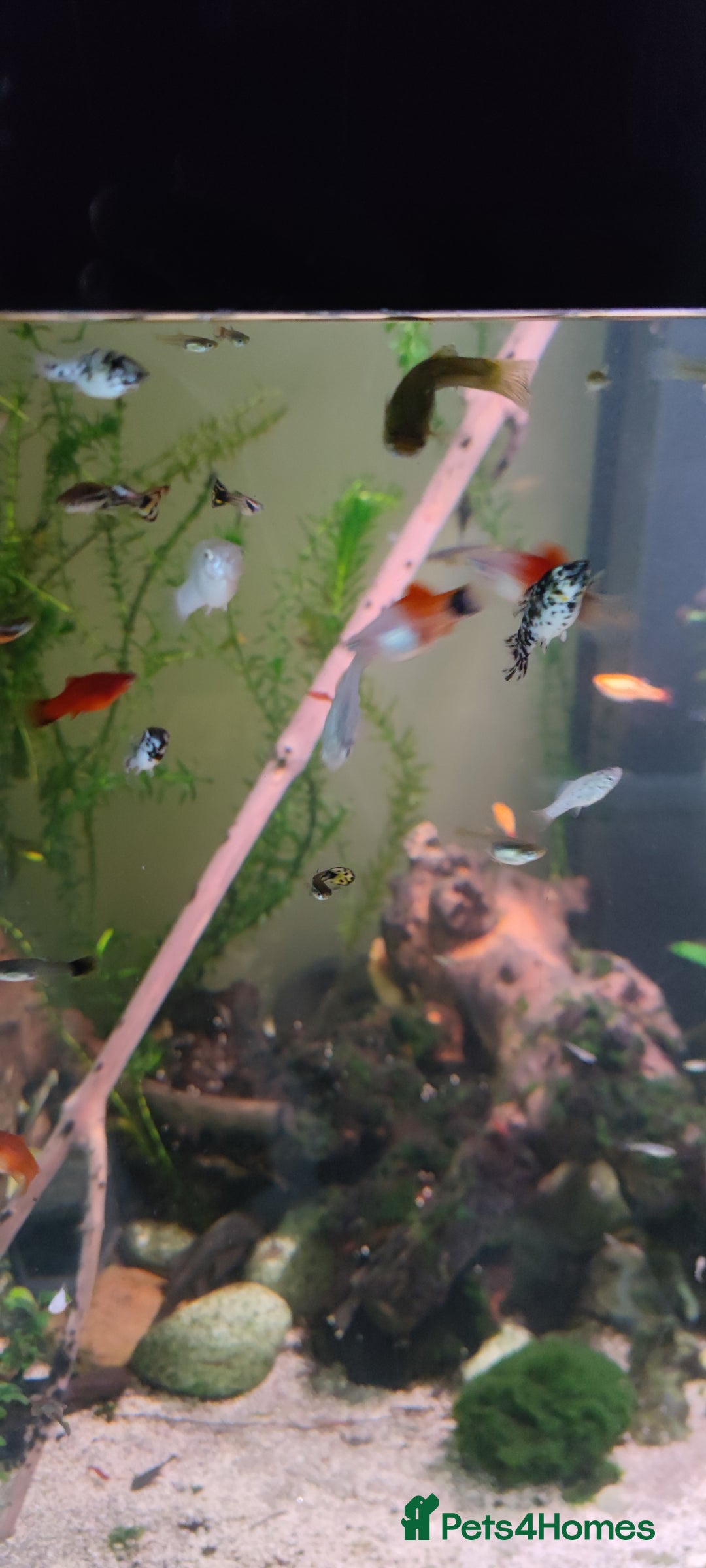 Live Bearers fish for sale: Various livebearers for sale  - Image 8