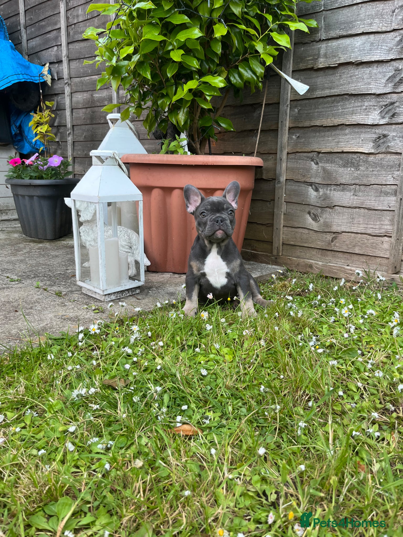French Bulldog dogs Stunning blue frenchie pup - Advert 11