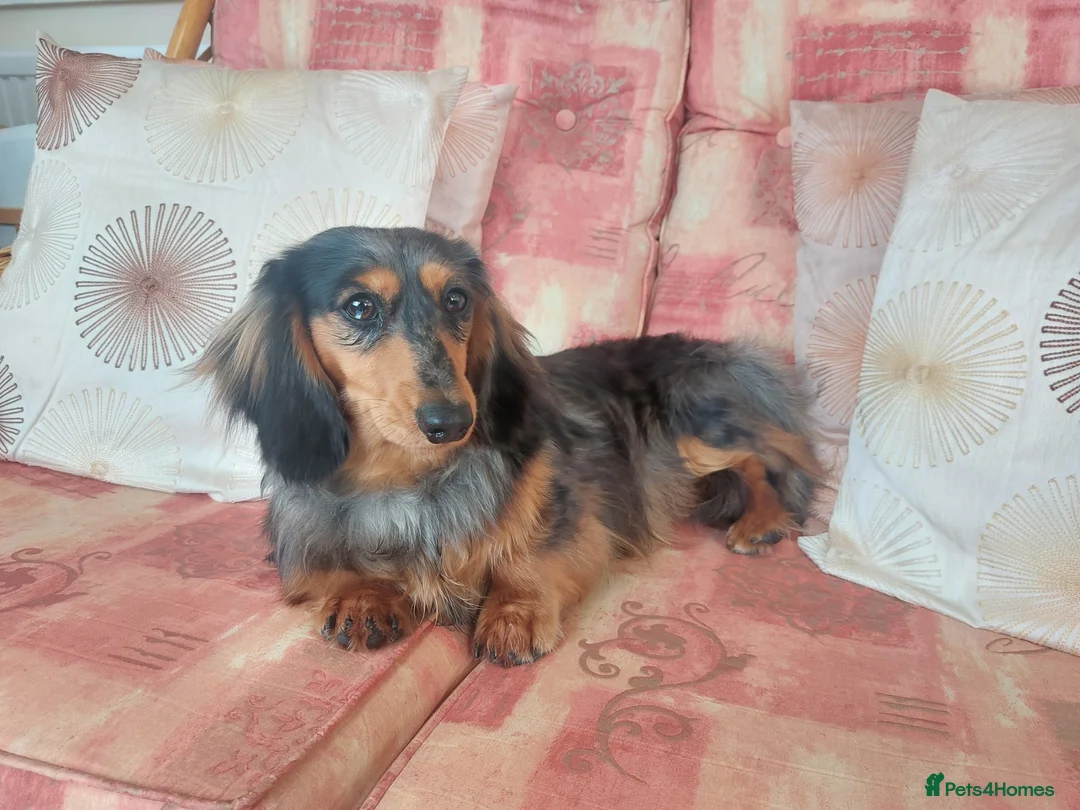 Miniature Dachshund dogs for stud: Rosco, KC Registered LH Mini Dachshund - Advert 3
