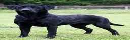 Labrador Retriever dogs for sale: 2 x KC Working Black Labrador Boys Available Now - Advert 4