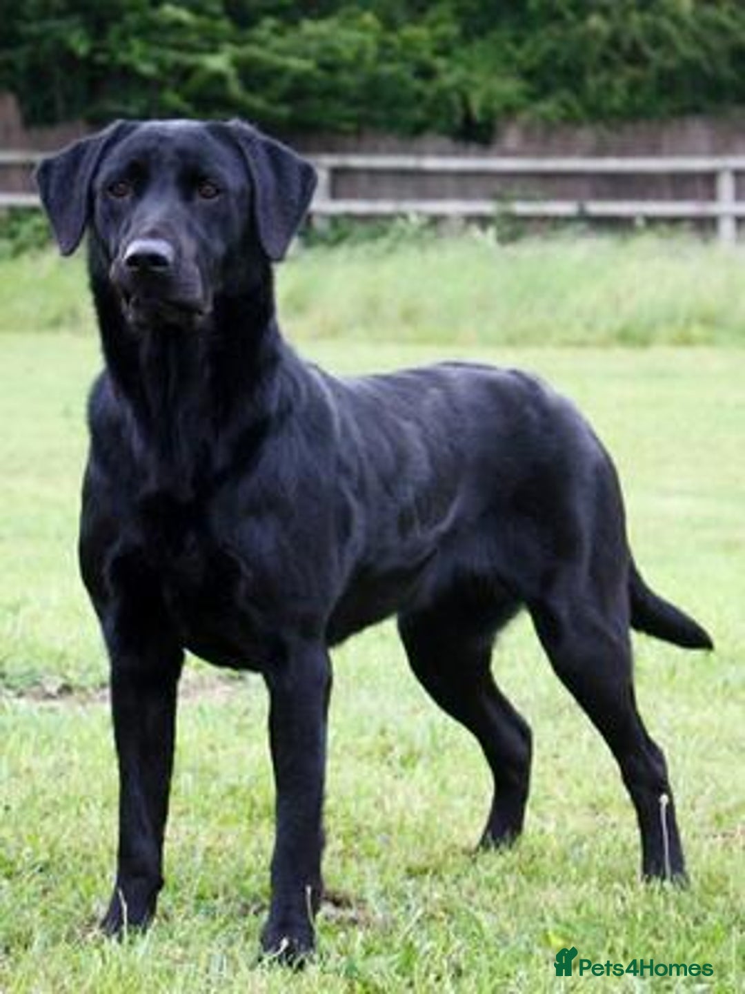 Labrador Retriever dogs for sale: 2 x KC Working Black Labrador Boys Available Now - Advert 4