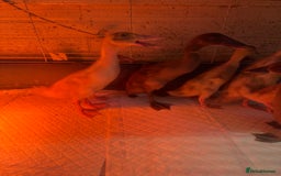 Ducks poultry for sale: 7 runner ducklings ducks Indian runner  - Image 5